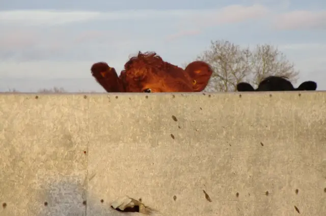 vaca tras un muro