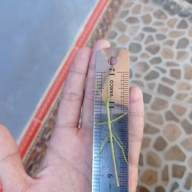 Sebuah Nesiophasma sobesonbaii ketika diukur dengan penggaris untuk penelitian publikasi internasional.