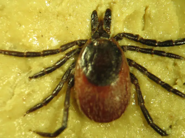 Dişi ixodes kenesi. 