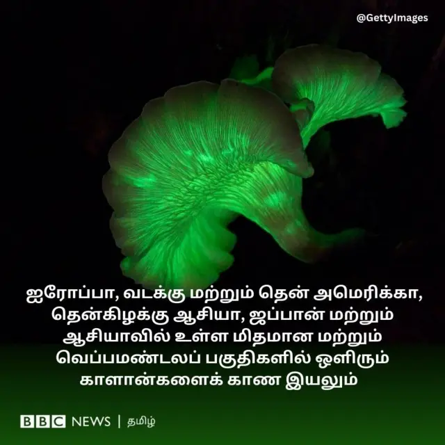ஐரோப்பா, வடக்கு மற்றும் தென் அமெரிக்கா, தென்கிழக்கு ஆசியா, ஜப்பான் மற்றும் ஆசியாவில் உள்ள மிதமான மற்றும் வெப்பமண்டலப் பகுதிகளில் ஒளிரும் காளான்களைக் காண இயலும் ,