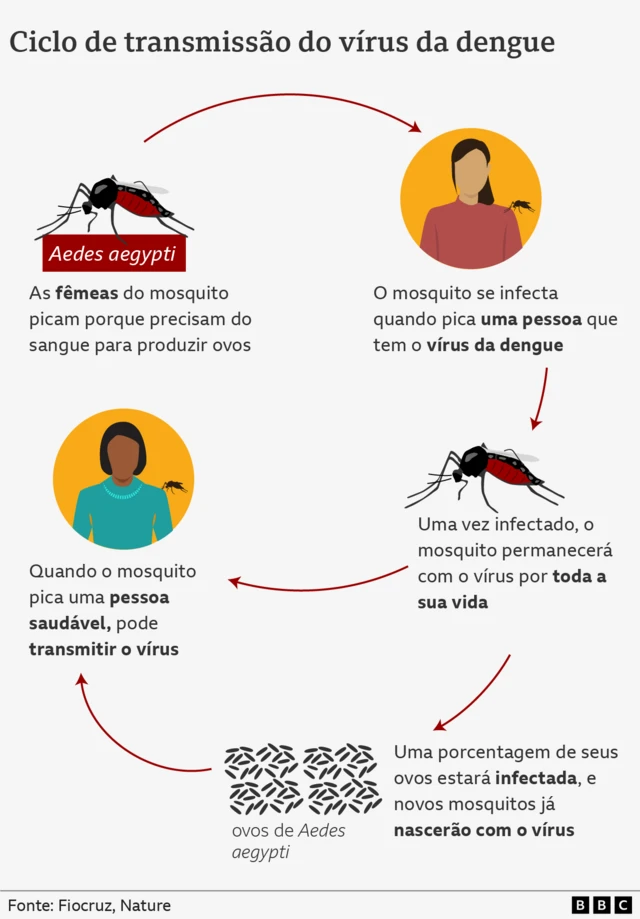 Cadeiaszeturf zebettransmissão da dengue