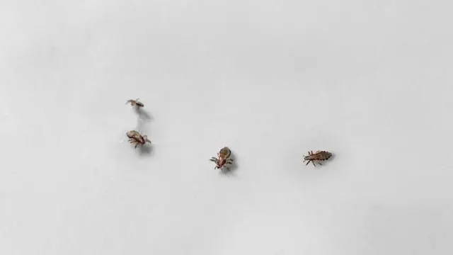 सिर के जूँ