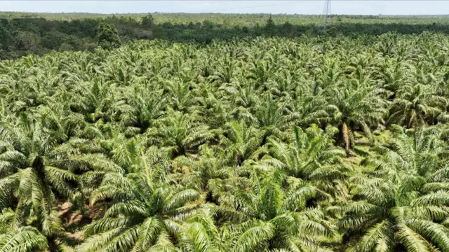 Perkebunan kelapa sawit di dalam kawasan Bakiriang.