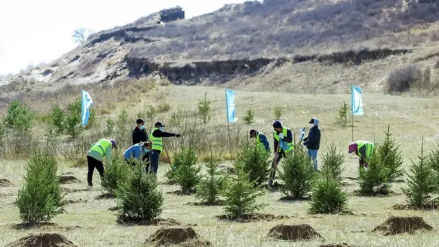 工人们在内蒙古赤峰种植云杉林