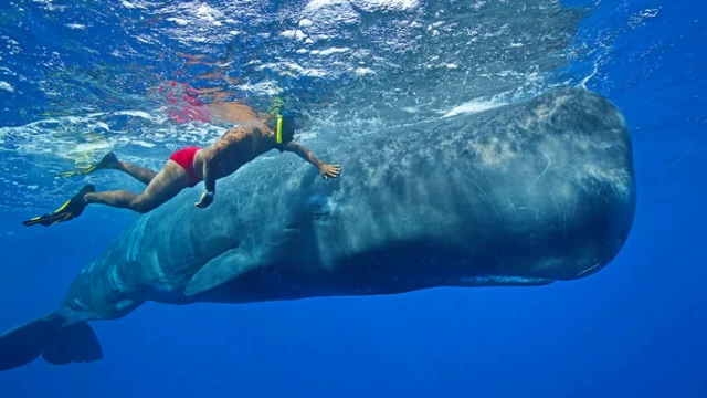 Dominica recently established the world's first sperm whale reserve