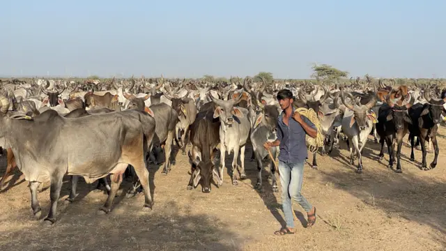 બીબીસી ગુજરાતી કચ્છ ગૌશાળા ખેડૂત ગાય દૂધ કોઓપરેટિવ