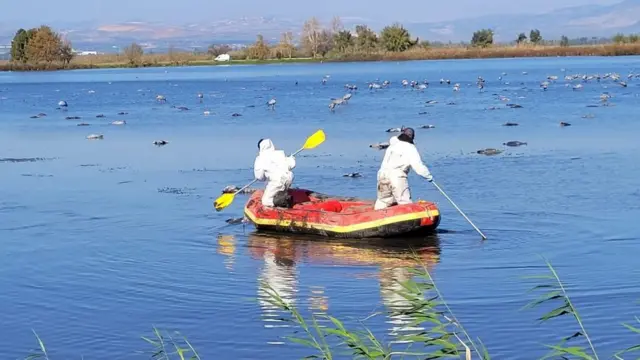 ሓለውቲ ጫካ ኣብ ሰሜናዊ እስራኤል ኣብ ዝርከብ ቀላይ ሁላ ዝሞታ ኣዕዋፍ ካብቲ ማይ እናኣከቡ (27 ታሕሳስ 2021)