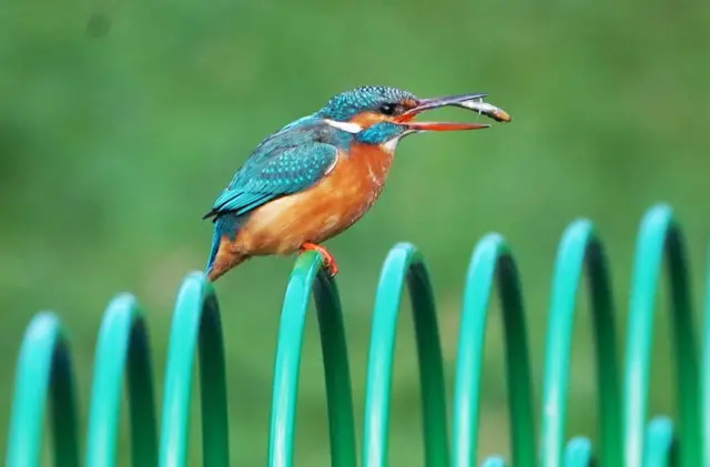Kingfisher with a fish