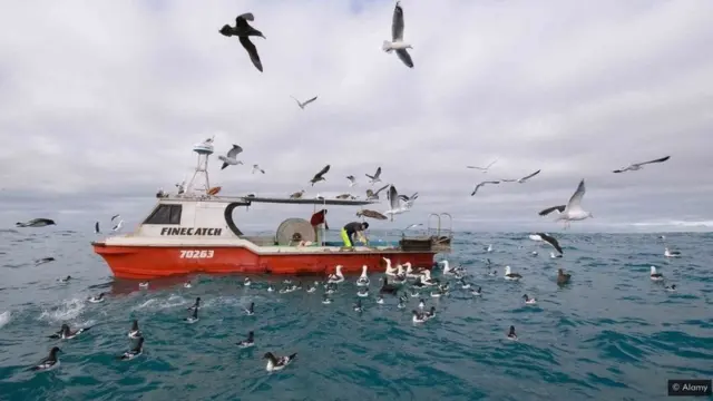 एल्बाट्रॉस