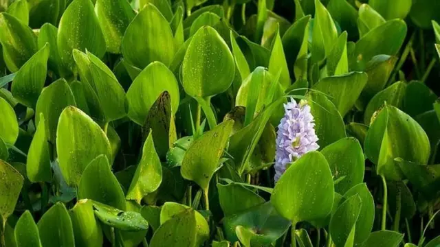 वाटर हाएसिन्थ