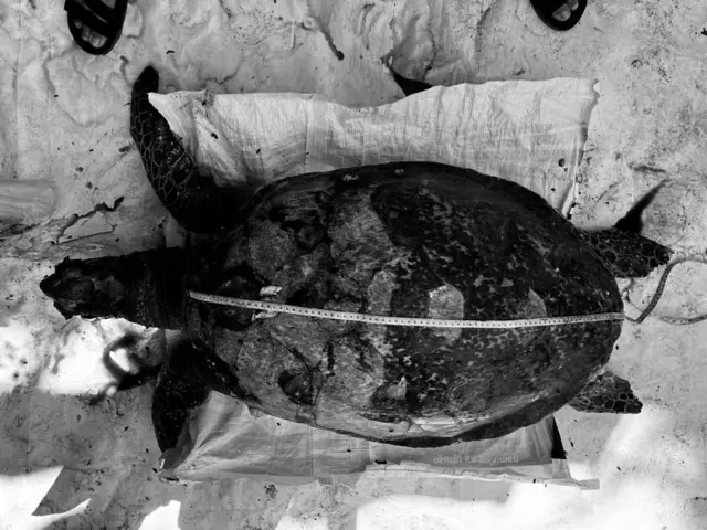 ซากเต่ากระ ที่พบลอยอยู่บริเวณร่องน้ำเกาะเสม็ด ต.เพ อ.เมือง จ. ระยอง ตรวจสอบทั้งร่างกายไม่พบการปนเปื้อนของคราบน้ำมัน แต่ได้มีการเก็บตัวอย่างอวัยวะเพื่อส่งตรวจทางห้องปฏิบัติการต่อไป