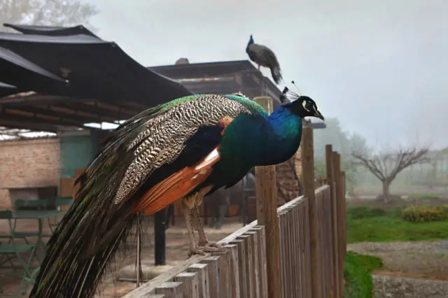 தமிழகத்தில் 6 மடங்கு அதிகரித்த மயில்கள்