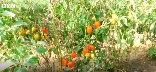 ટામેટાંની ખેતી