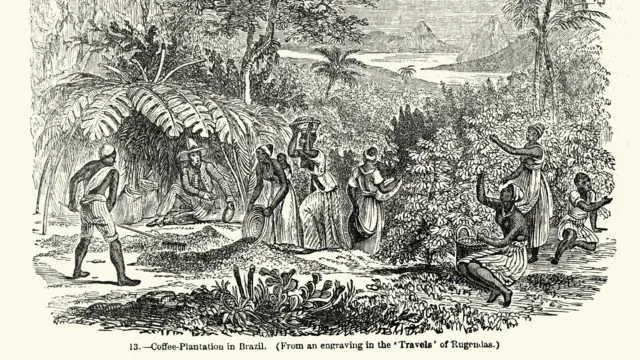 Ilustração em preto e branco mostra pessoas negras trabalhando em plantação de café; ao fundo, um homem branco está sentado, aparentemente acompanhando o trabalho