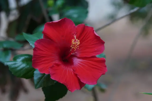 நாம் உண்பதற்கு ஏற்ற 5 பூக்கள் எவை?