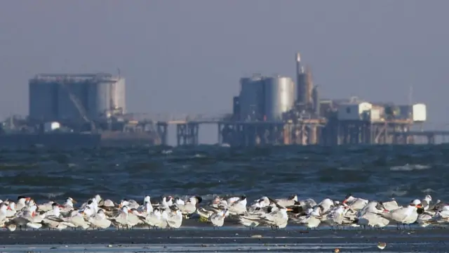 పక్షులు