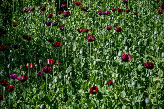 বিশ্বের বৃহত্তম আফিম উৎপাদনকারী দেশ এখন মিয়ানমার। 