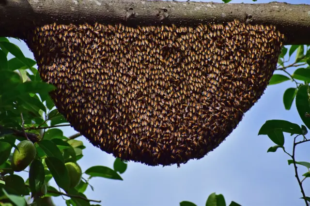 પ્રતિકાત્મક તસવીર બીબીસી ગુજરાતી મધમાખી દાહોદ હુમલો ડંખ