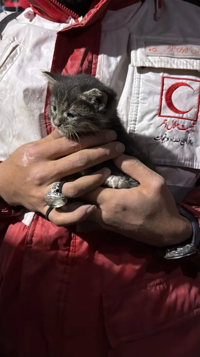 گربه‌ای نجات‌یافته از ویرانی‌های ۸ فروردین در تهران