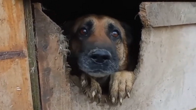 Perthshire puppy farmer banned from keeping animals over neglect