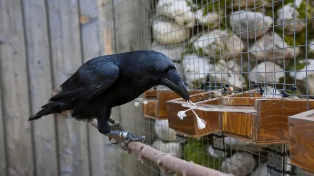 تستخدم غربان كاليدونيا الجديدة أغصانا لاستخراج الديدان الصغيرة والحشرات من داخل الأشجار