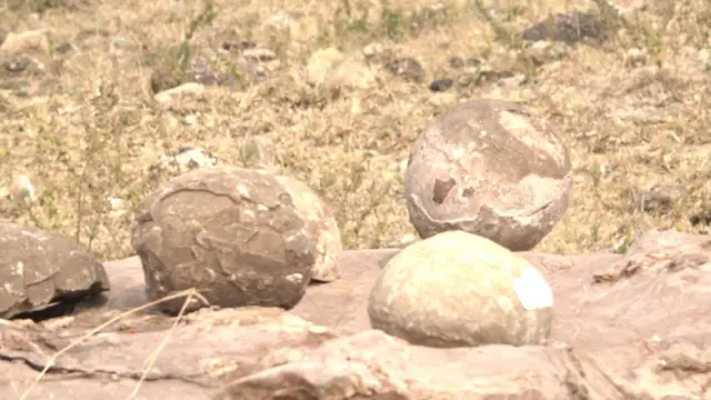 Dinosaur India Madhya Pradesh Dhar Narmada