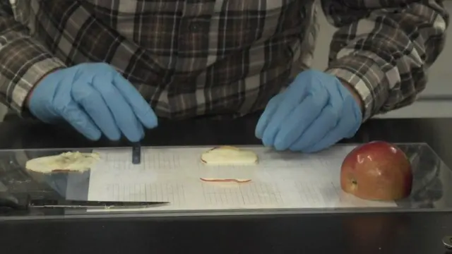 सेब, मानव कोशिकाएं