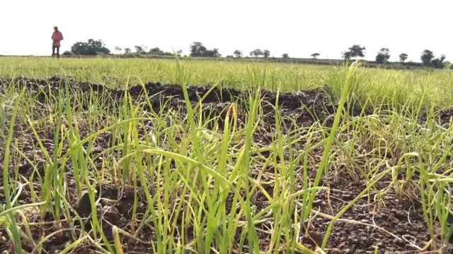 प्याज, नासिक