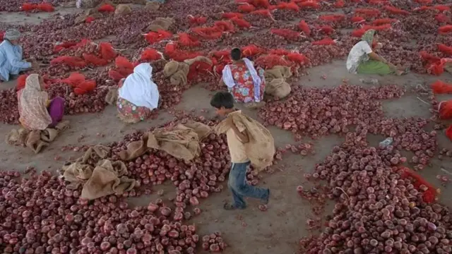 د پیازو مارکېټ