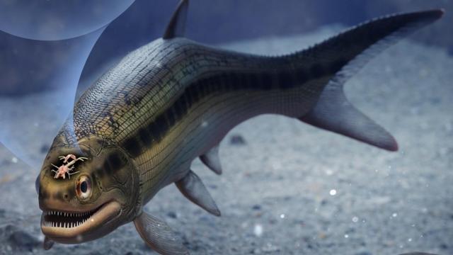 World's oldest fish hooks found in Japanese island cave - BBC News