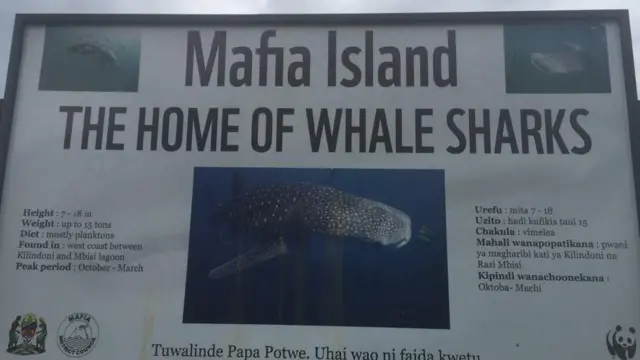 Bango linalomtambulisha Papa Potwe