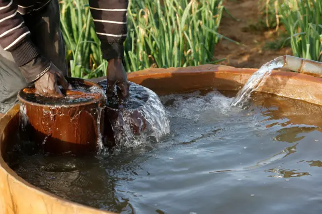 Un homme plongeant des seaux dans un réservoir d'eau pour arroser ses plantes.