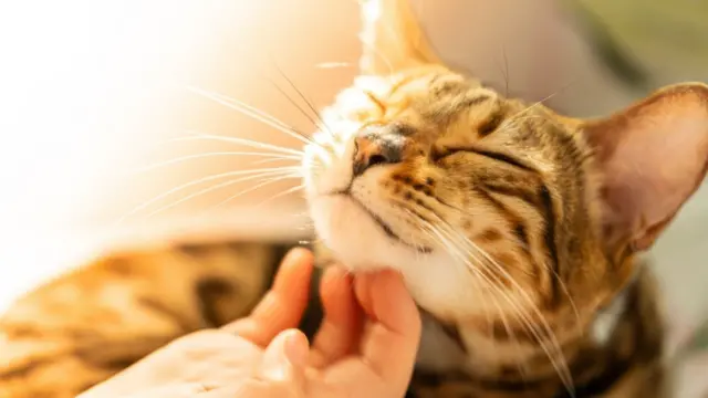 از استانبول در ترکیه اغلب به عنوان بهترین شهر برای گربه‌های بی‌خانمان یاد می‌شود.