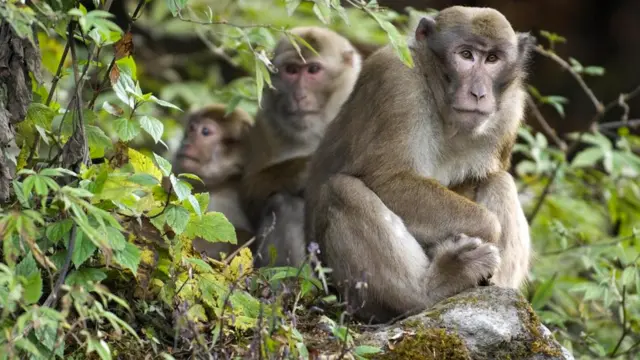 Макаки не очень восприимчивы к ритму