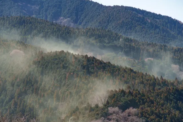 Bosques de cedro japoneses liberando polen.