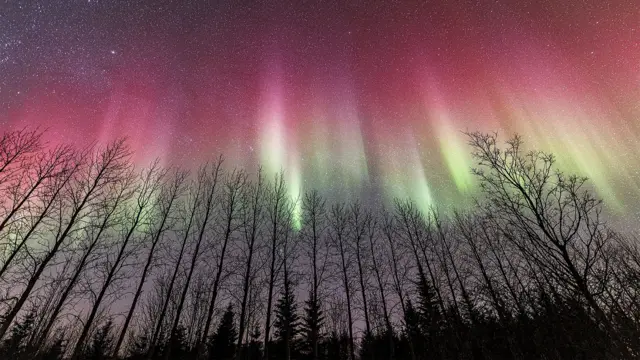 极光和树