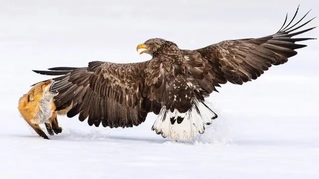 ‘ክበልዓ ክብላ ይብላዓ’