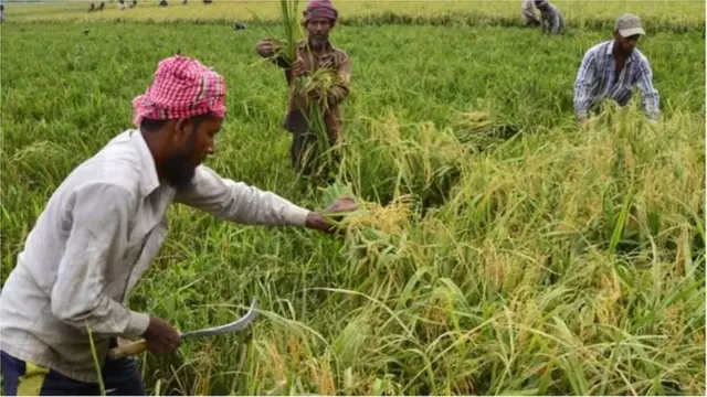 প্রস্তাবিত বাজেটে ধান রোপণ এবং ধান কাটাসহ কৃষি কাজের জন্য আধুনিক যন্ত্র কেনার ঋণ সহায়তা দেয়ার বিষয়ে গুরুত্ব দেয়া হয়েছে।