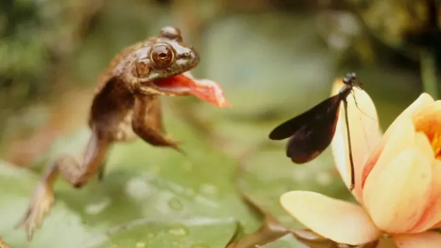 Sapo atacando inseto