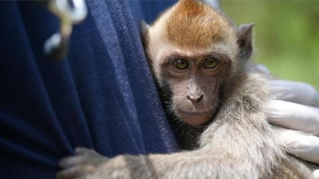 Liputan 'memburu pembenci monyet', BBC News Indonesia