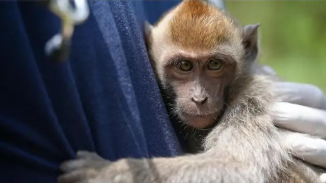 Liputan 'memburu pembenci monyet', BBC News Indonesia