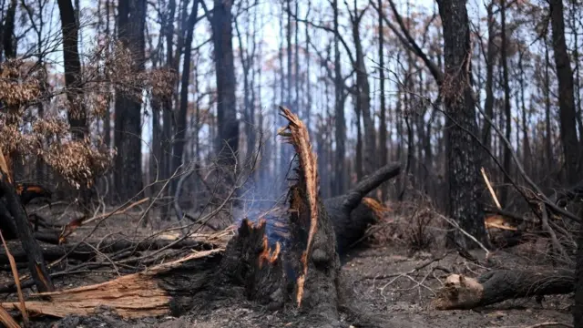 காட்டுத்தீ