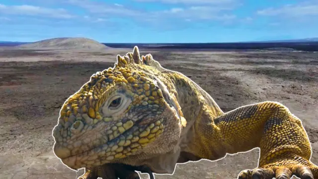 Ubwoko bw'ikivumbura c'umuhondo ku mazinga ya Galapagos.