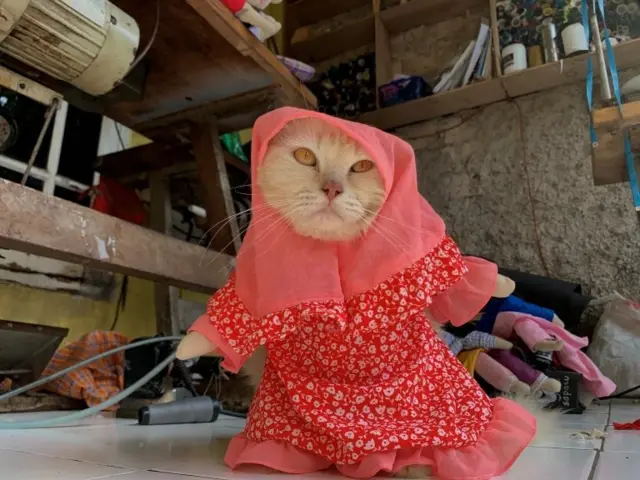 A cat wears a cosplay hijab costume in Bogor, on the outskirts of Jakarta, Indonesia