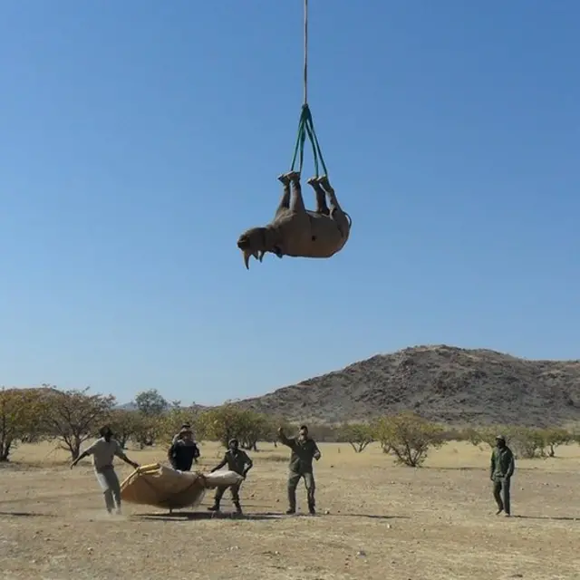 বিরল প্রাণী গণ্ডার প্রজননের জন্য প্রায়ই এভাবে অন্যত্র নিয়ে যাওয়া হয়