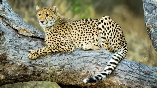 Гепард на дереве