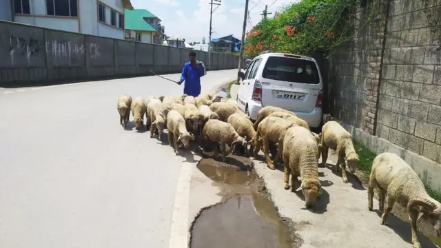 কারফিউ-ঘেরা জনশূন্য শ্রীনগরে ঈদের আগে ভেড়ার পাল নিয়ে ব্যাপারি