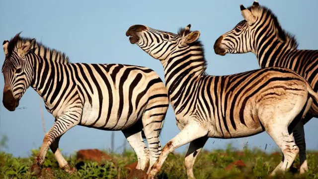 Кўпинча куйдирги бактерияларини зебрага ўхшаган ўтхўр жониворлар юқтиради