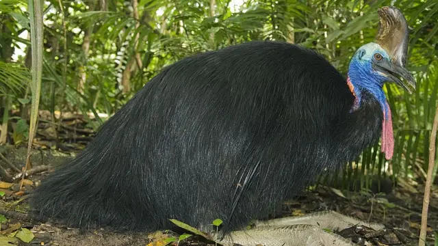 செல்லமாக வளர்த்த பறவை தாக்கியதில் உயிரிழந்த முதியவர்