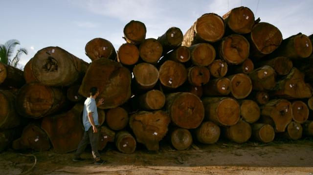 Depósito de toras de madeira em Rondônia